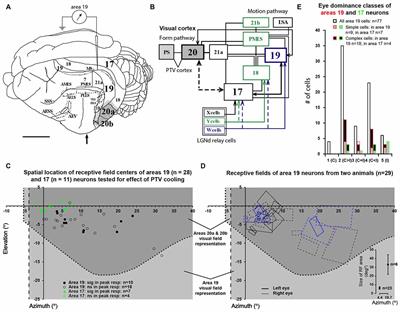 Silencing “Top-Down” Cortical Signals Affects Spike-Responses of Neurons in Cat’s “Intermediate” Visual Cortex